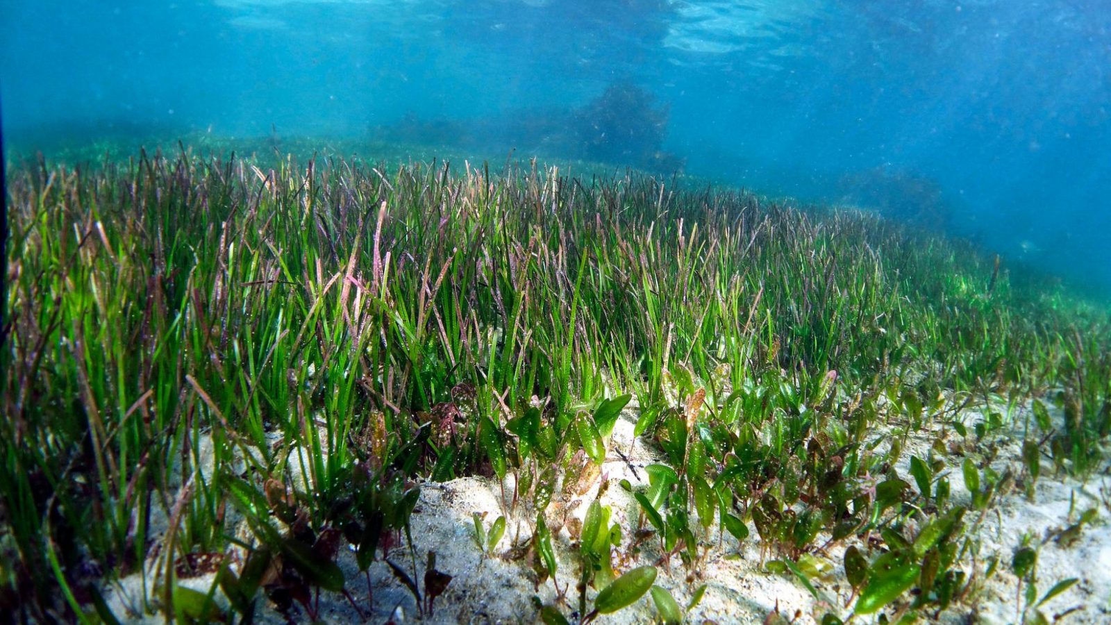 World’s Largest Plant Is A Vast Seagrass Meadow In Australia - WhoWhatWhy