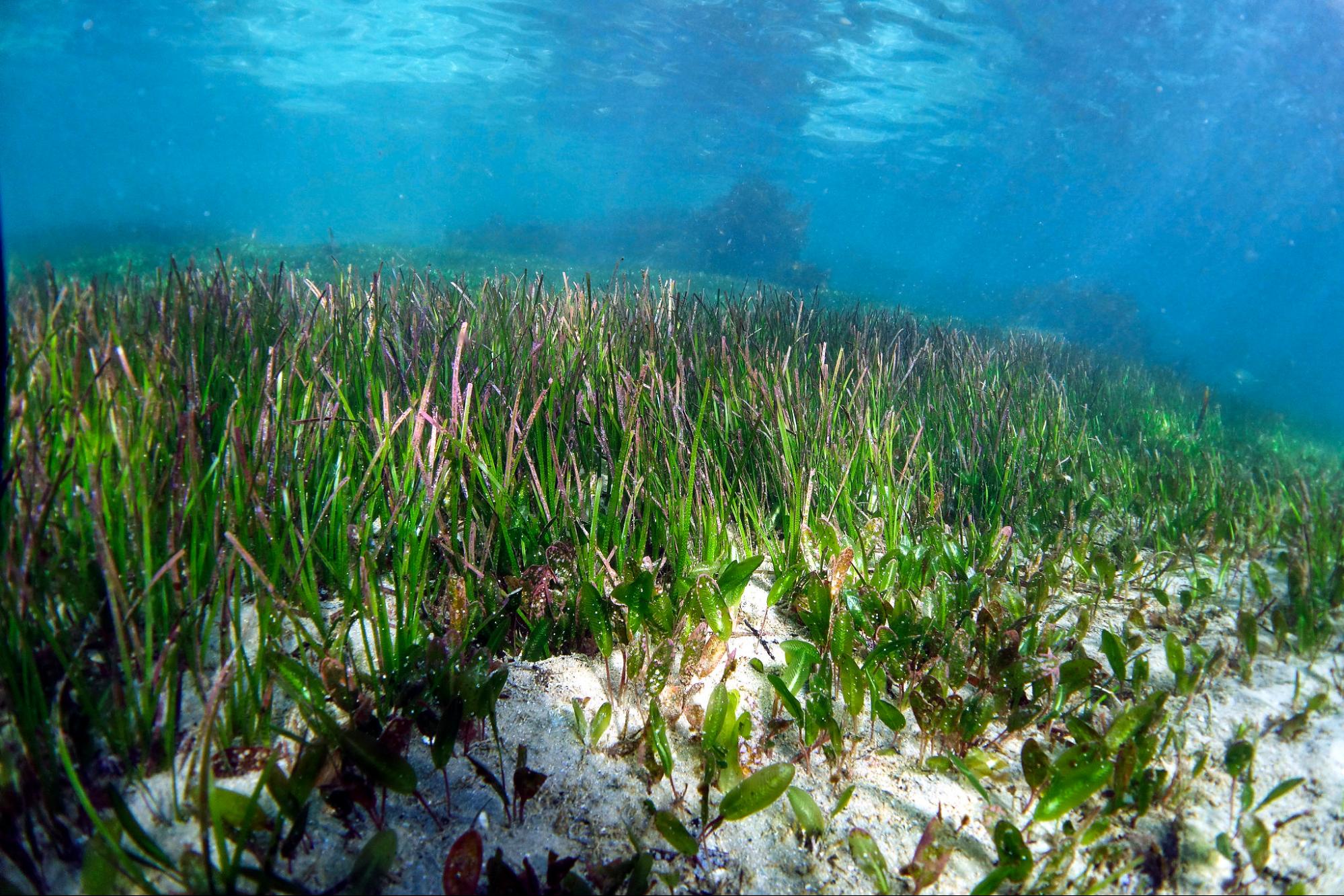 World’s Largest Plant Is a Vast Seagrass Meadow in Australia