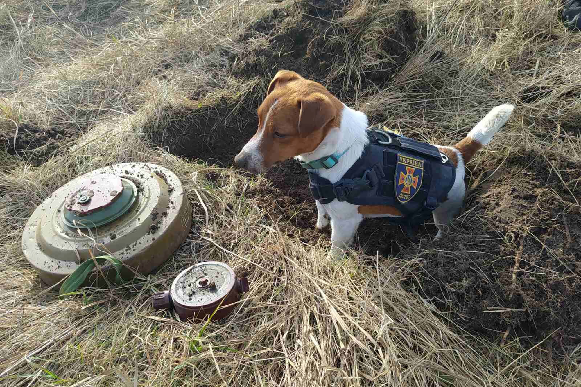 Patron, dog mascot, landmines