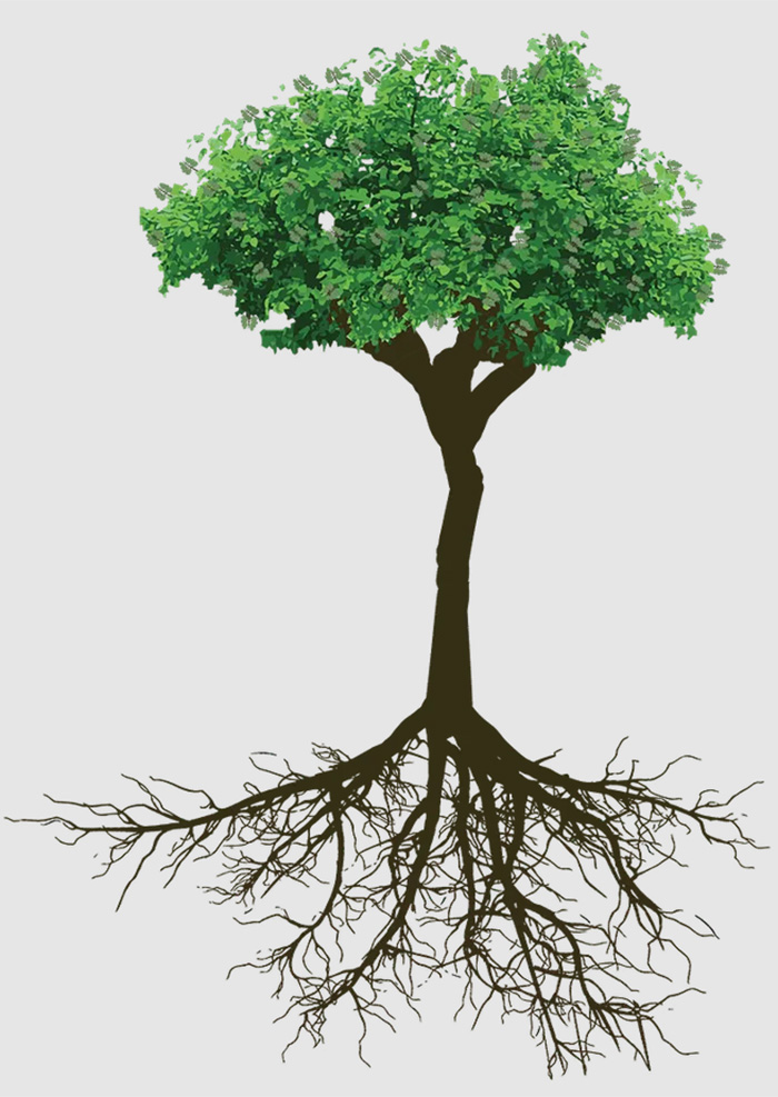Pongamia tree, illustration