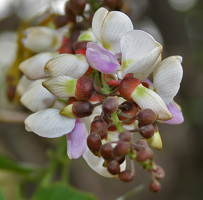  A pongamia tree in bloom