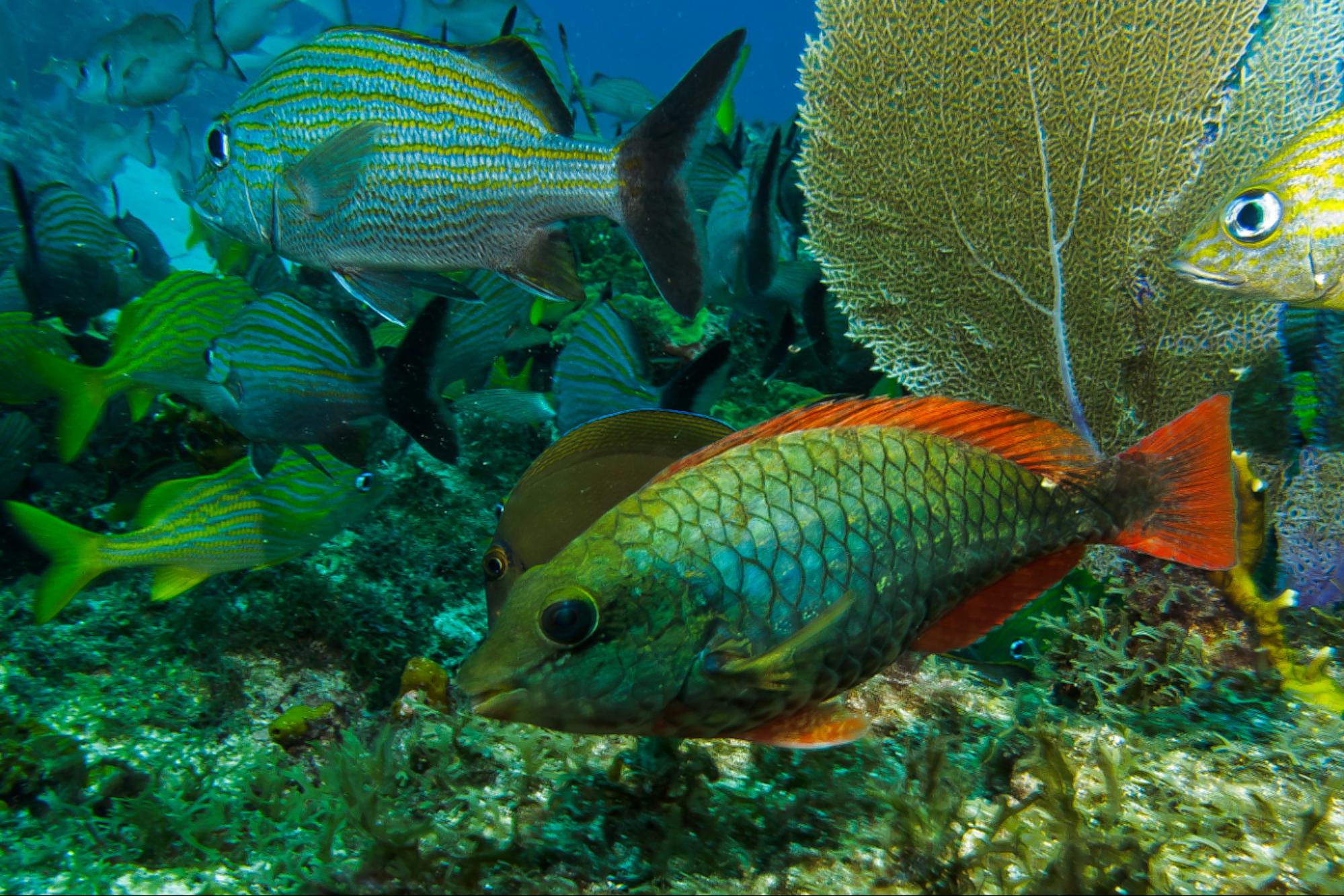Wild Species Support Half of World’s Population, UN Report Finds