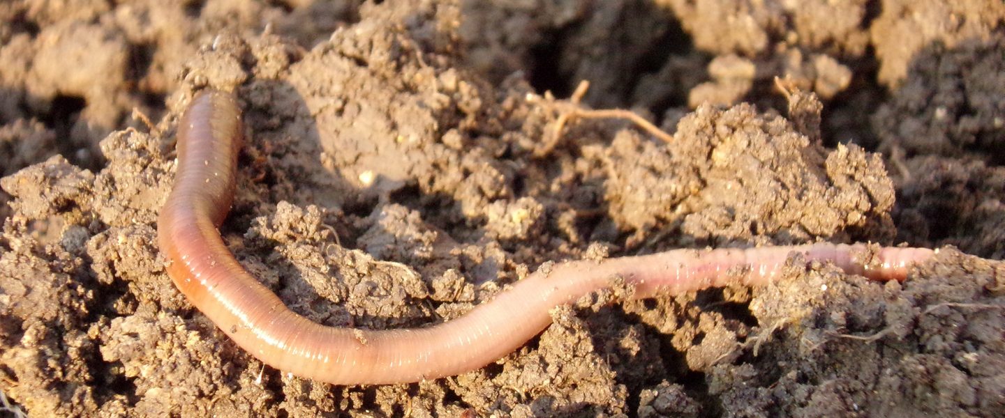 earthworm, soil