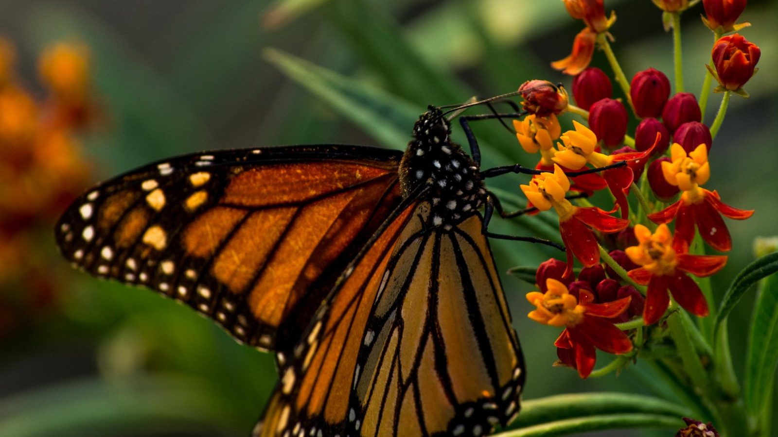 Beloved Monarch Butterflies Land on Endangered List WhoWhatWhy