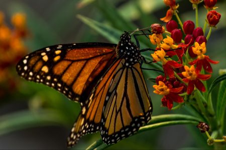 climate crisis, nature, monarch butterflies, endangered list, how to help