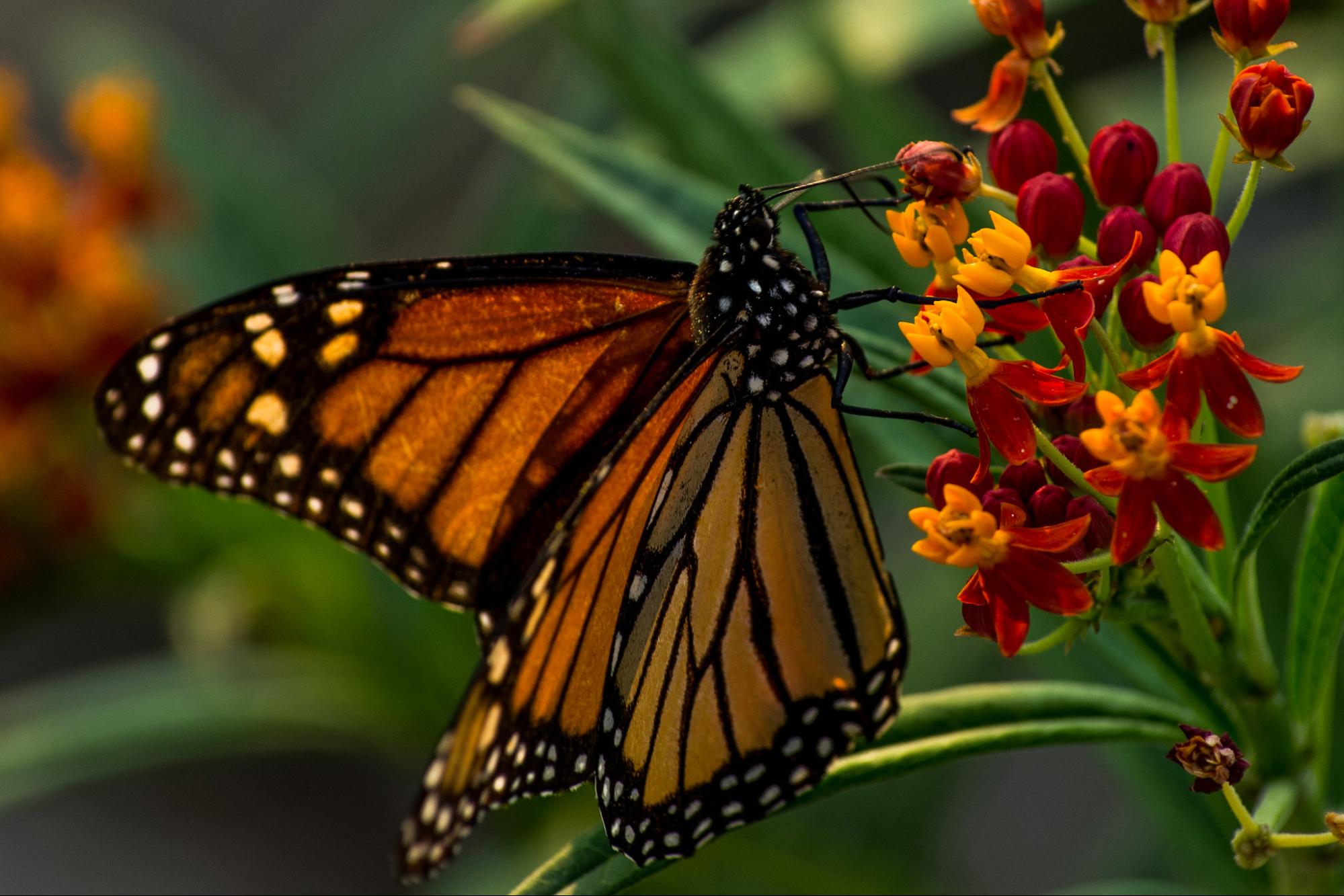 Beloved Monarch Butterflies Land on Endangered List