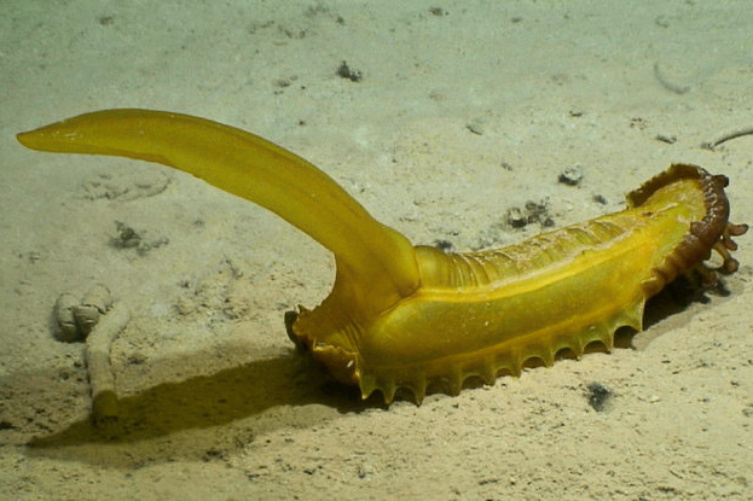 Scientists Find 30 Potential New Species at Bottom of Ocean