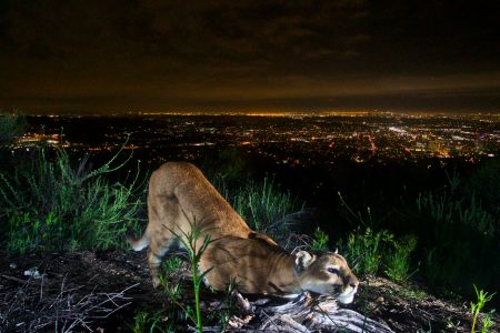 biodiversity, wildlife, big cats, cities, Mumbai, Los Angeles