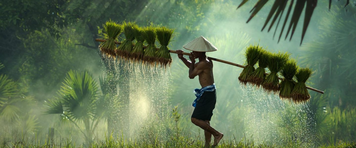 Myanmar, environment, forests, green tech, rare earths