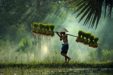 Myanmar, environment, forests, green tech, rare earths