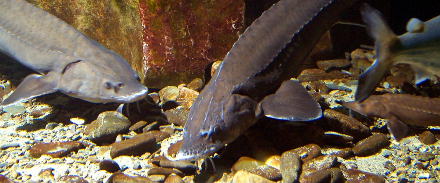 biodiversity, Georgia, lake sturgeon, reproduction signs