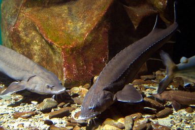 biodiversity, Georgia, lake sturgeon, reproduction signs