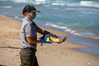 environment, biodiversity, endangered species, Kemp's ridley sea turtles, hatchlings