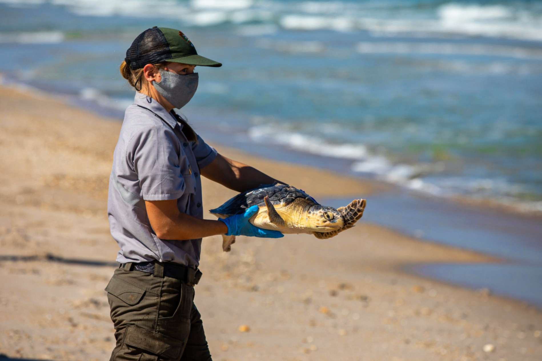 Endangered Sea Turtles Found on Louisiana Islands for First Time in 75 Years