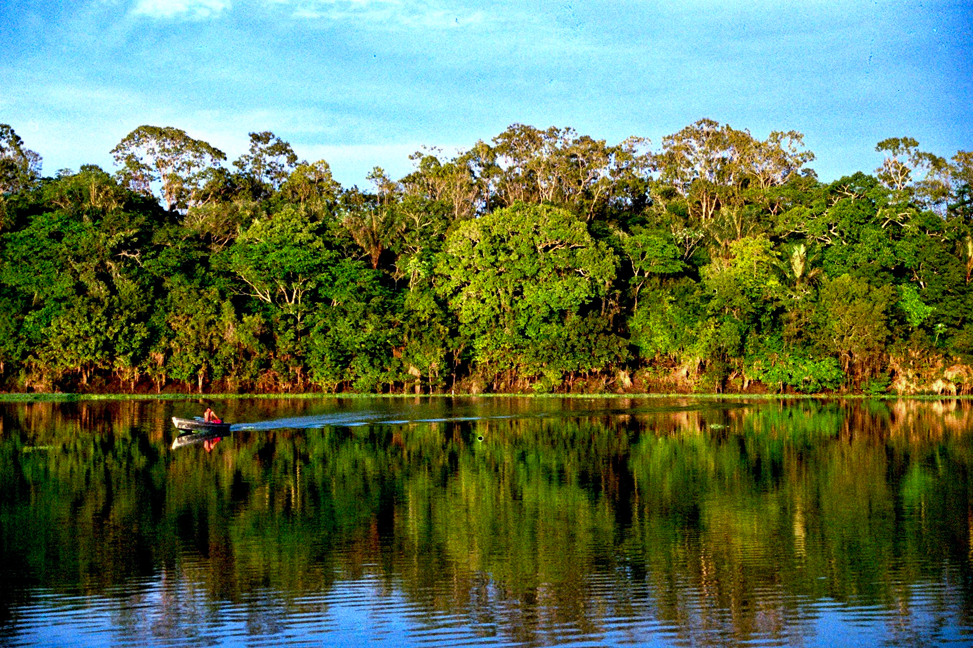 Crucial Illegal Road Threatens Amazon Rainforest