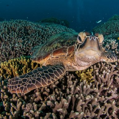 conservation, Australia, Barrier Reef, protection, coal mine ban