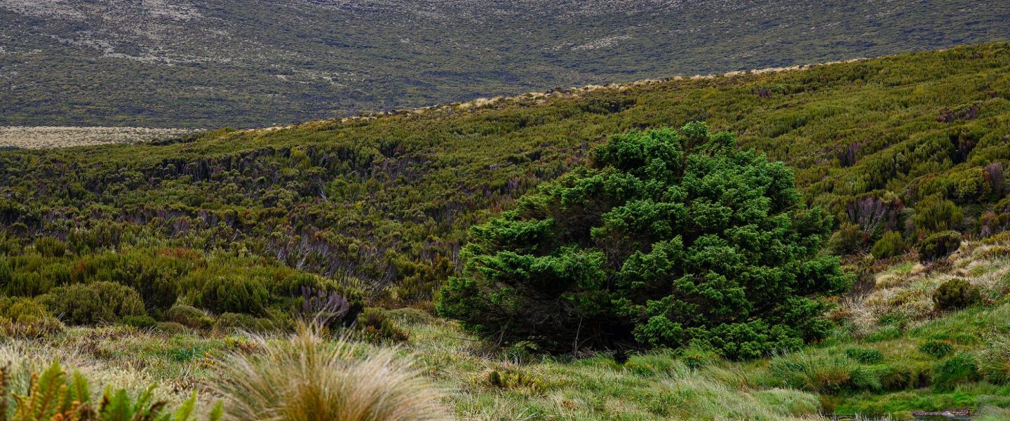 climate change, science, New Zealand, Campbell Island, spruce, loneliest tree
