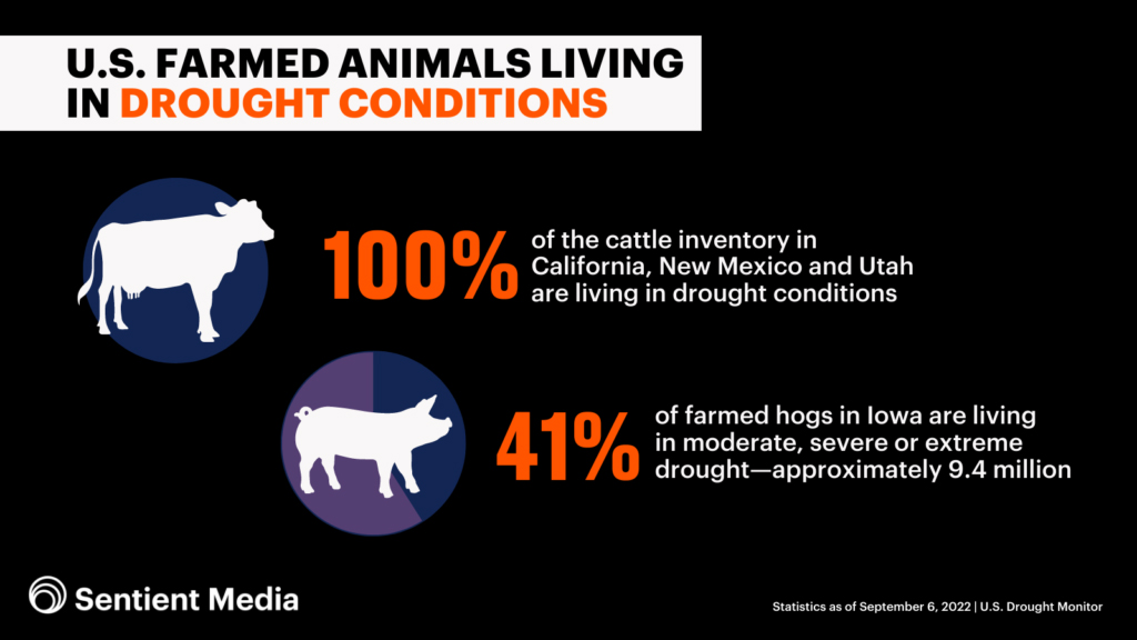 Termed animals, drought conditions