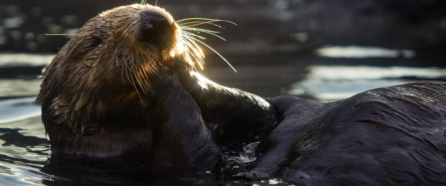 environment, ocean news, Sea Otter Awareness Week, eco-superstars