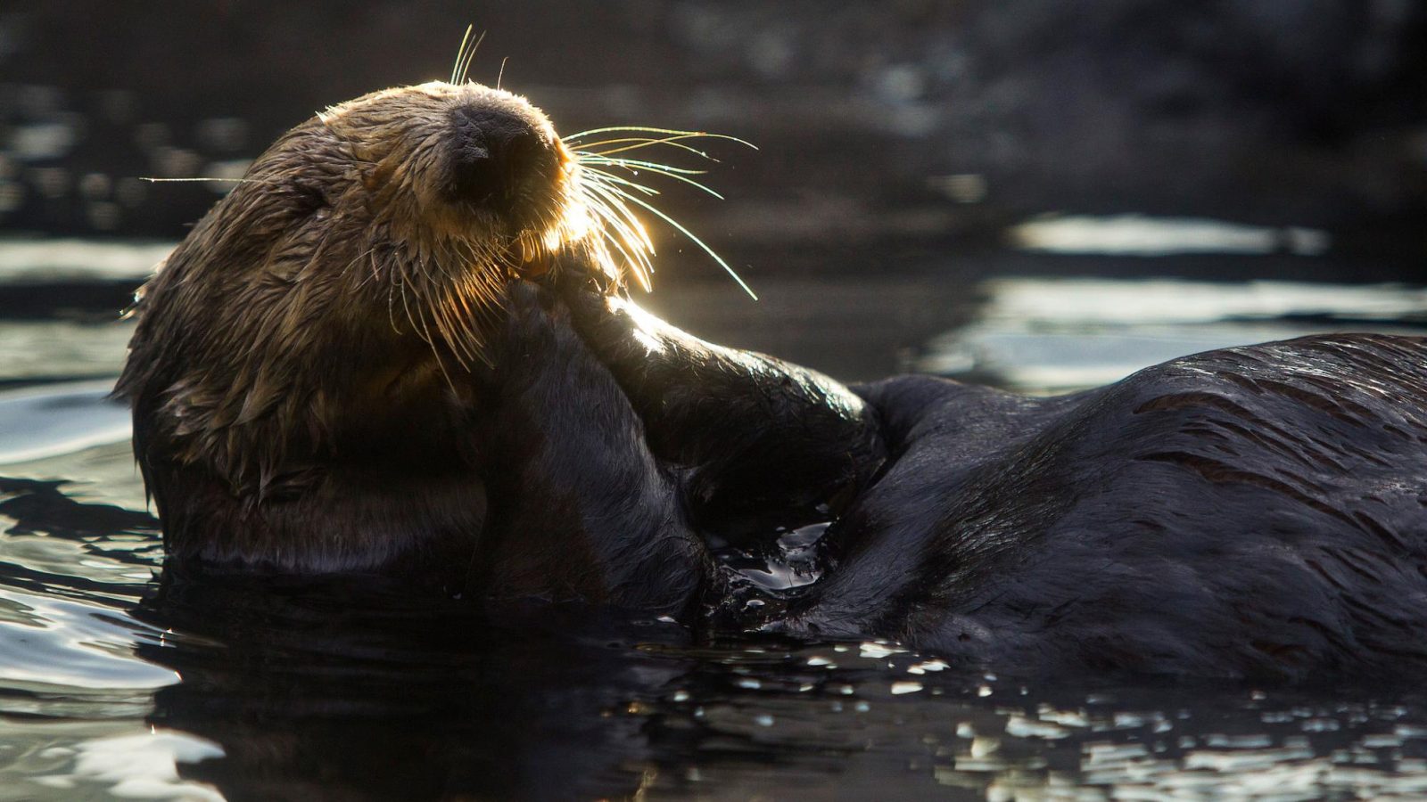 Sea Otter Week Here’s What You Otter Know WhoWhatWhy