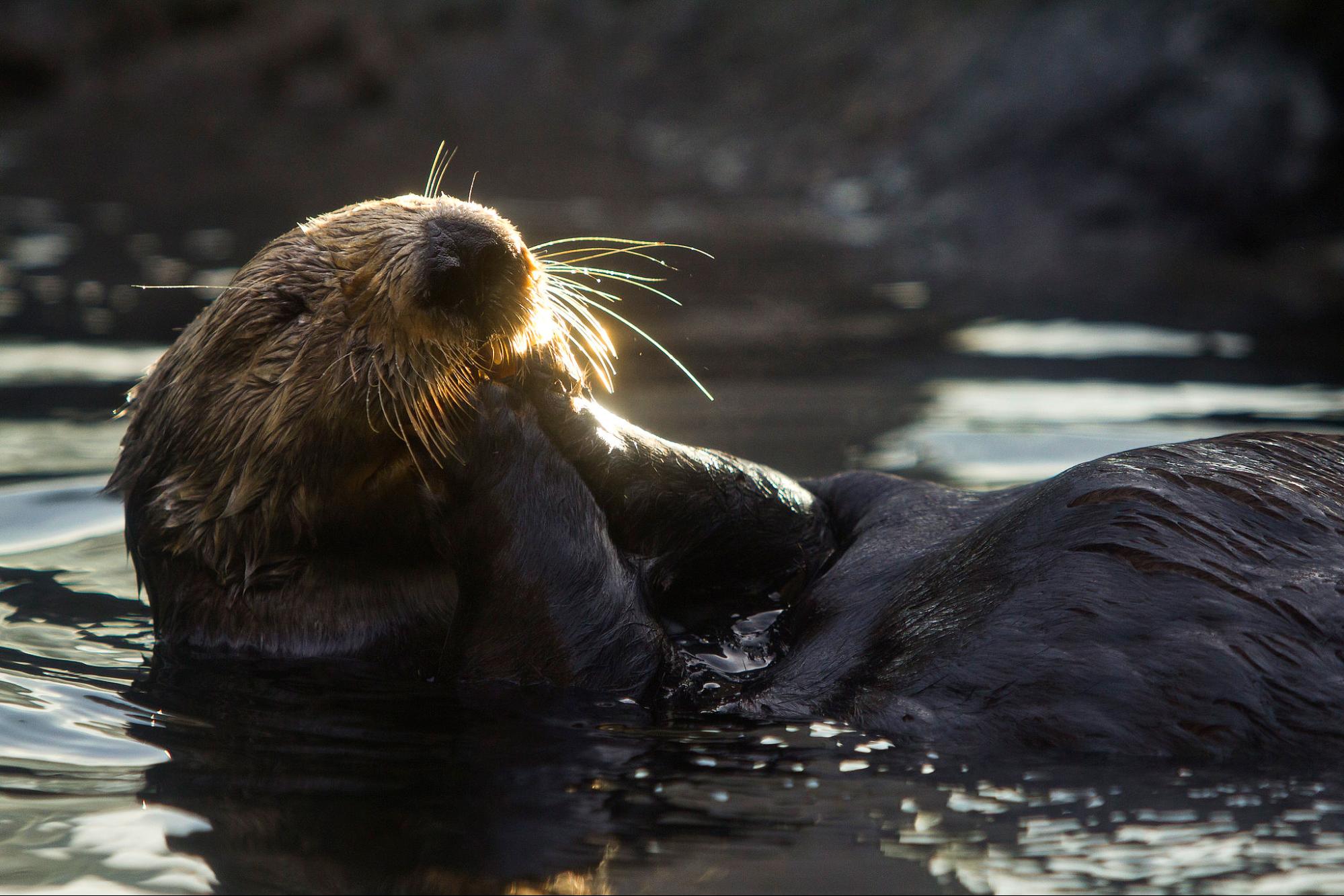 Sea Otter Week: Here’s What You Otter Know