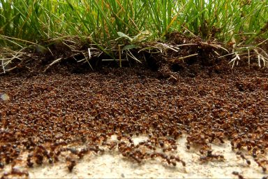 environment, nature, bioversity, ants population, 20 quadrillion estimate