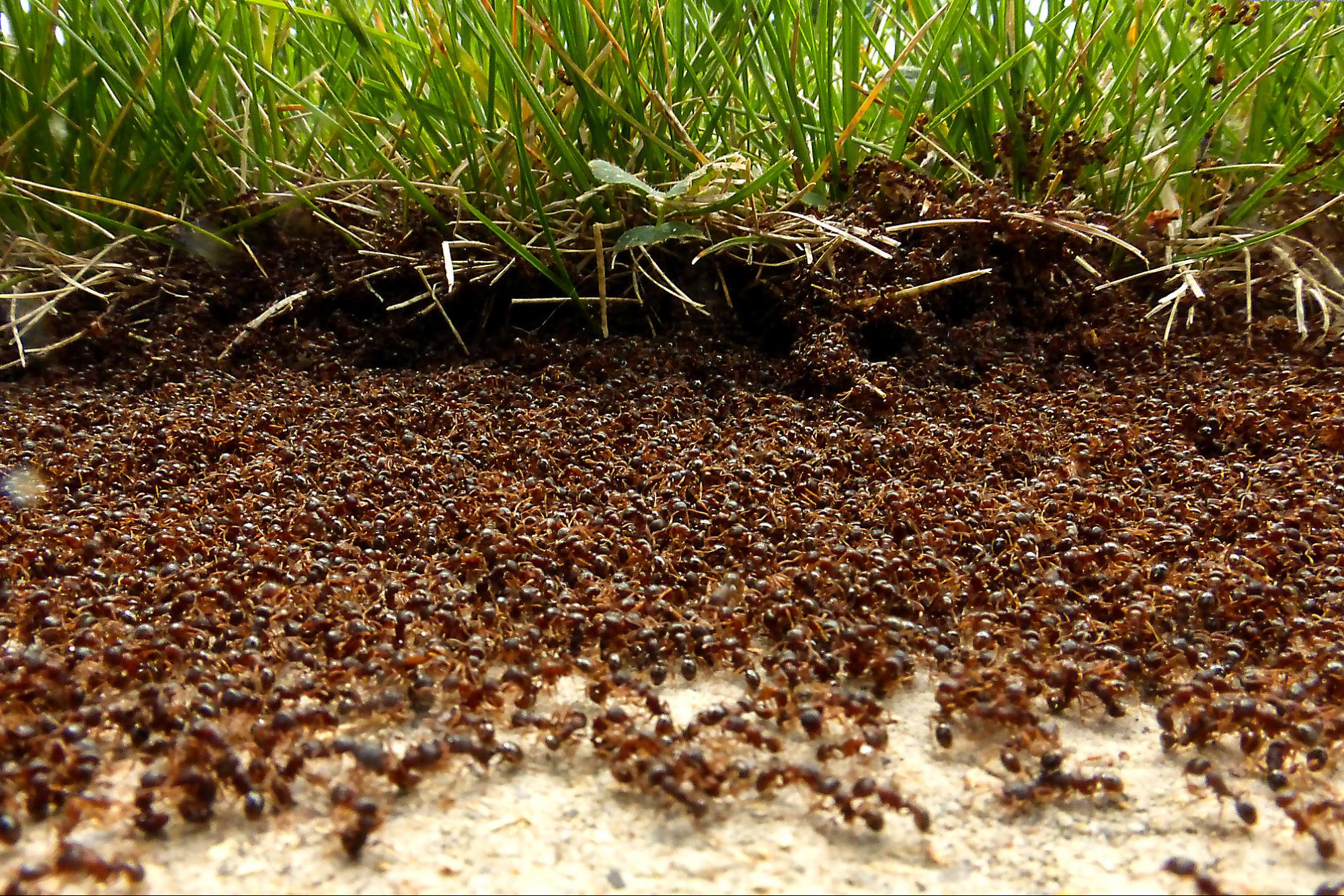 An Estimated 20 Quadrillion Ants Live on Earth
