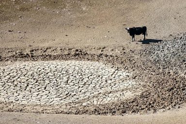 Cattle, drought, grasslands