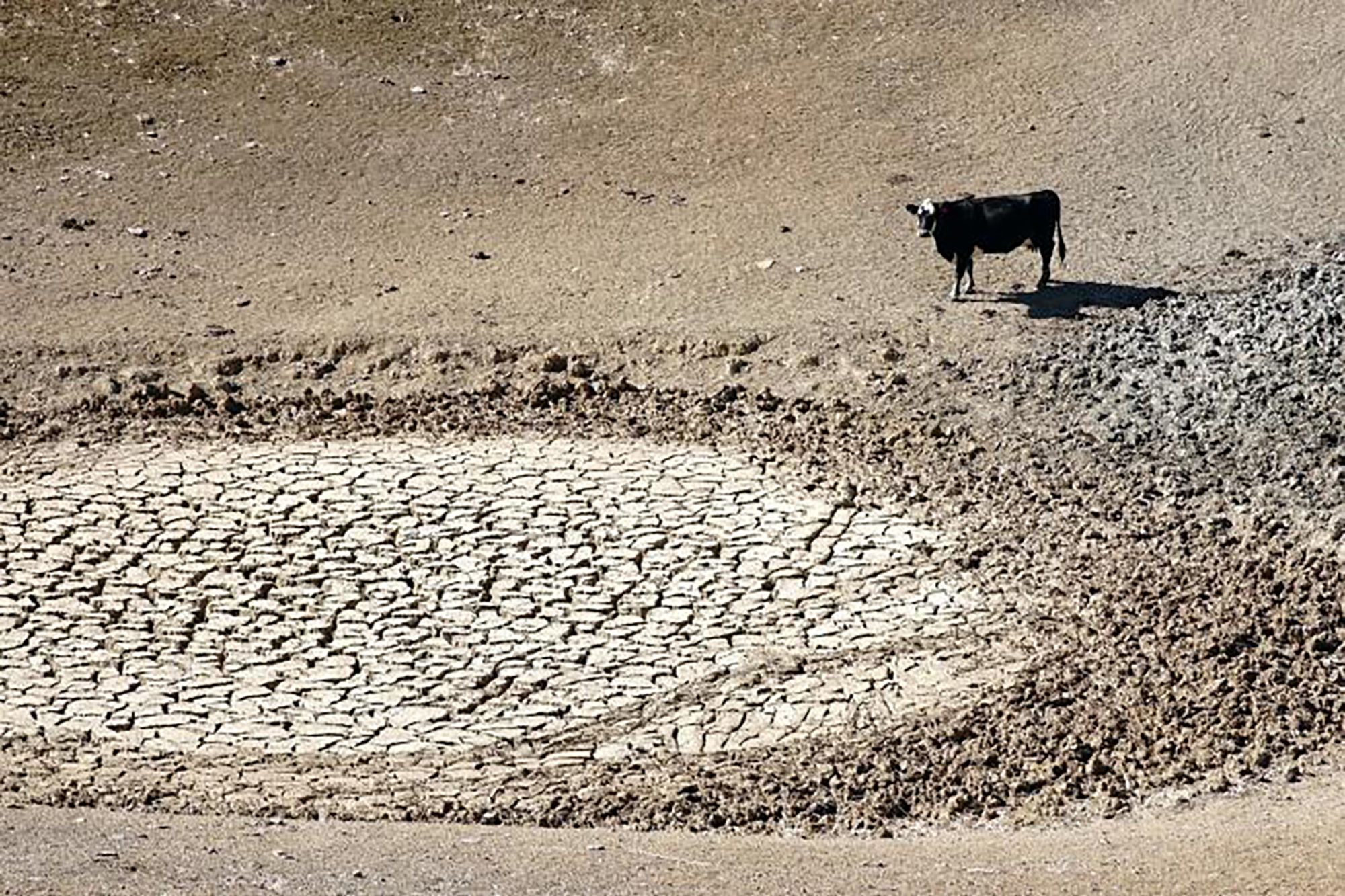 Millions of Factory Farm Animals Are Living in Drought
