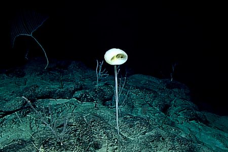 Pacific Ocean, biodiversity, sponges, forest of the weird, ET