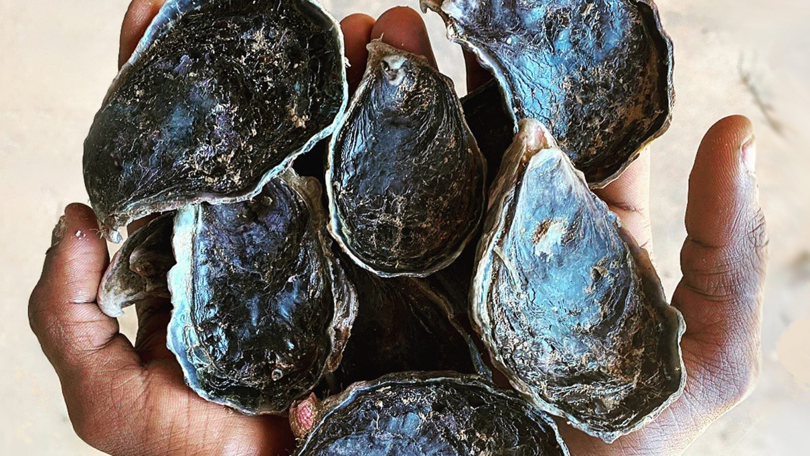 Tropical Oysters’ Time to Shine WhoWhatWhy