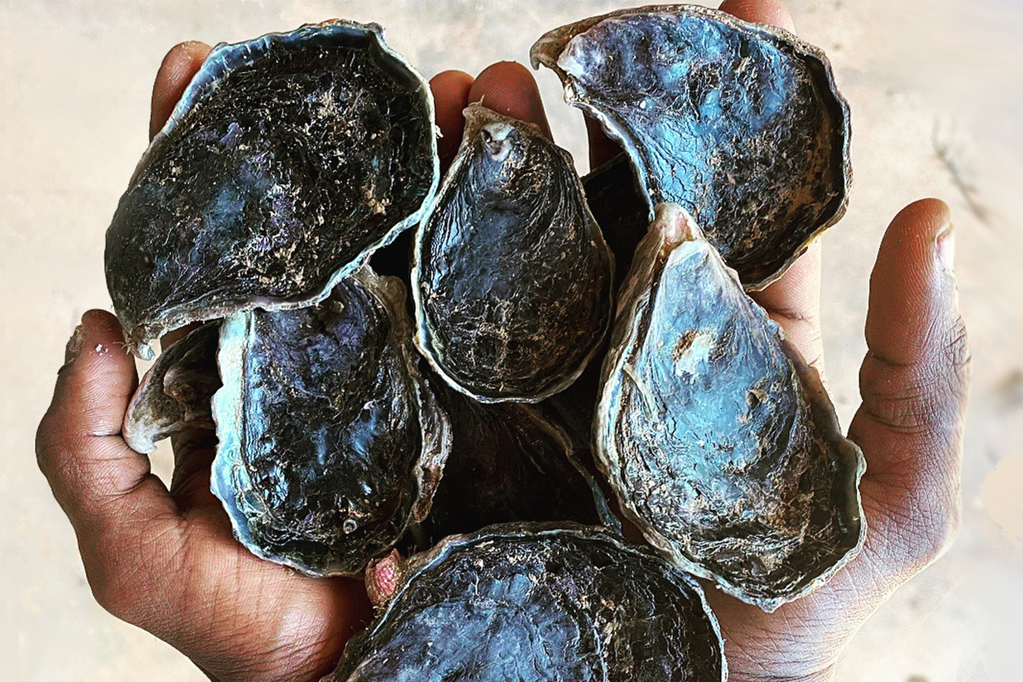 Blacklip rock oysters, Australia