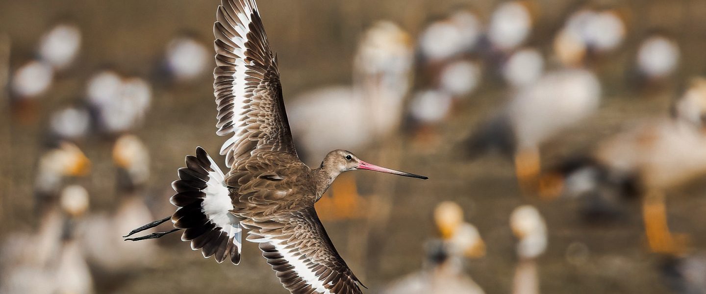 biodiversity, migratory birds, bar-tailed godwit, continuous flight world record
