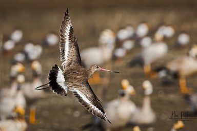 biodiversity, migratory birds, bar-tailed godwit, continuous flight world record