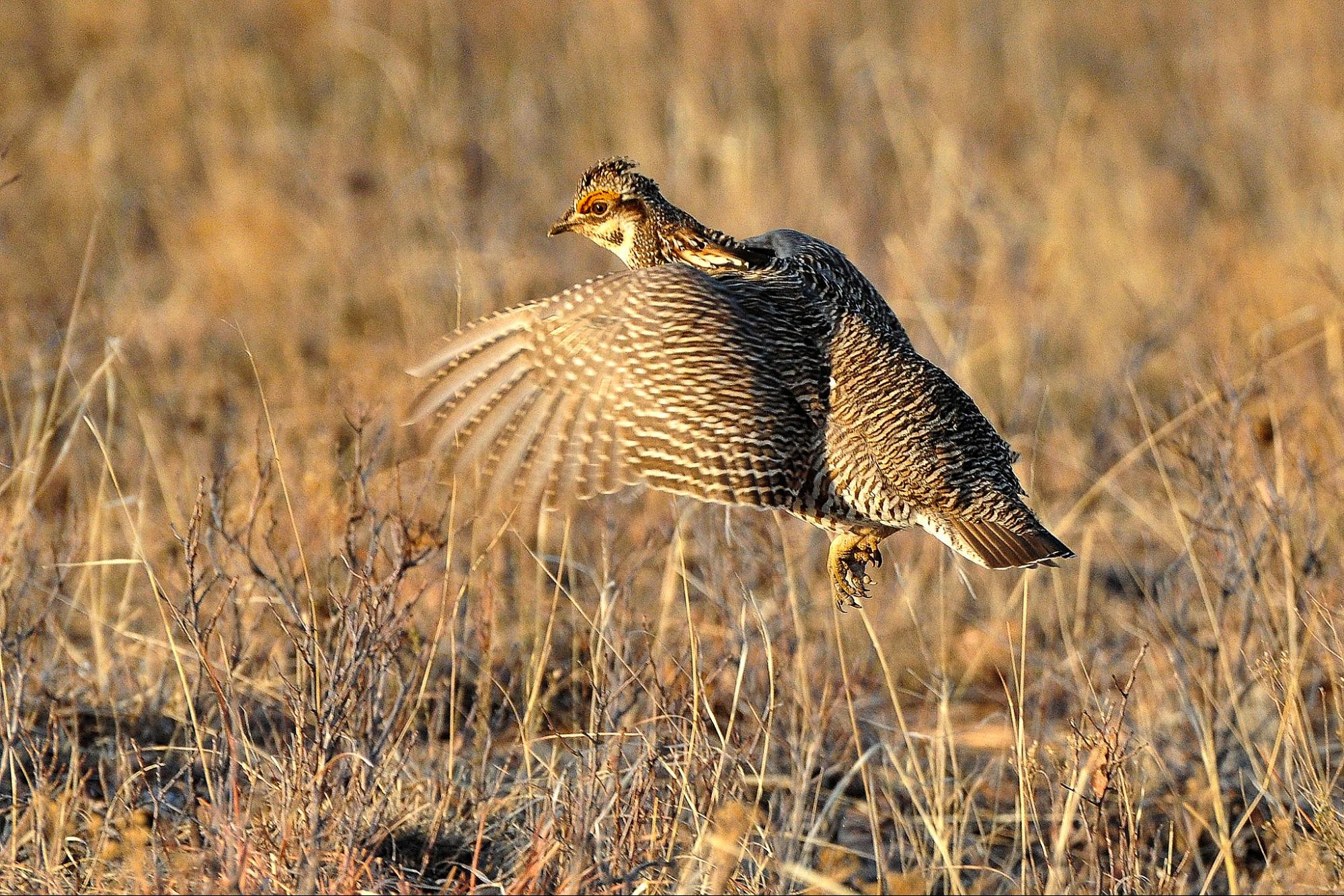 The US Gives Protections to Rare Midwest Bird as Prairie Suffers