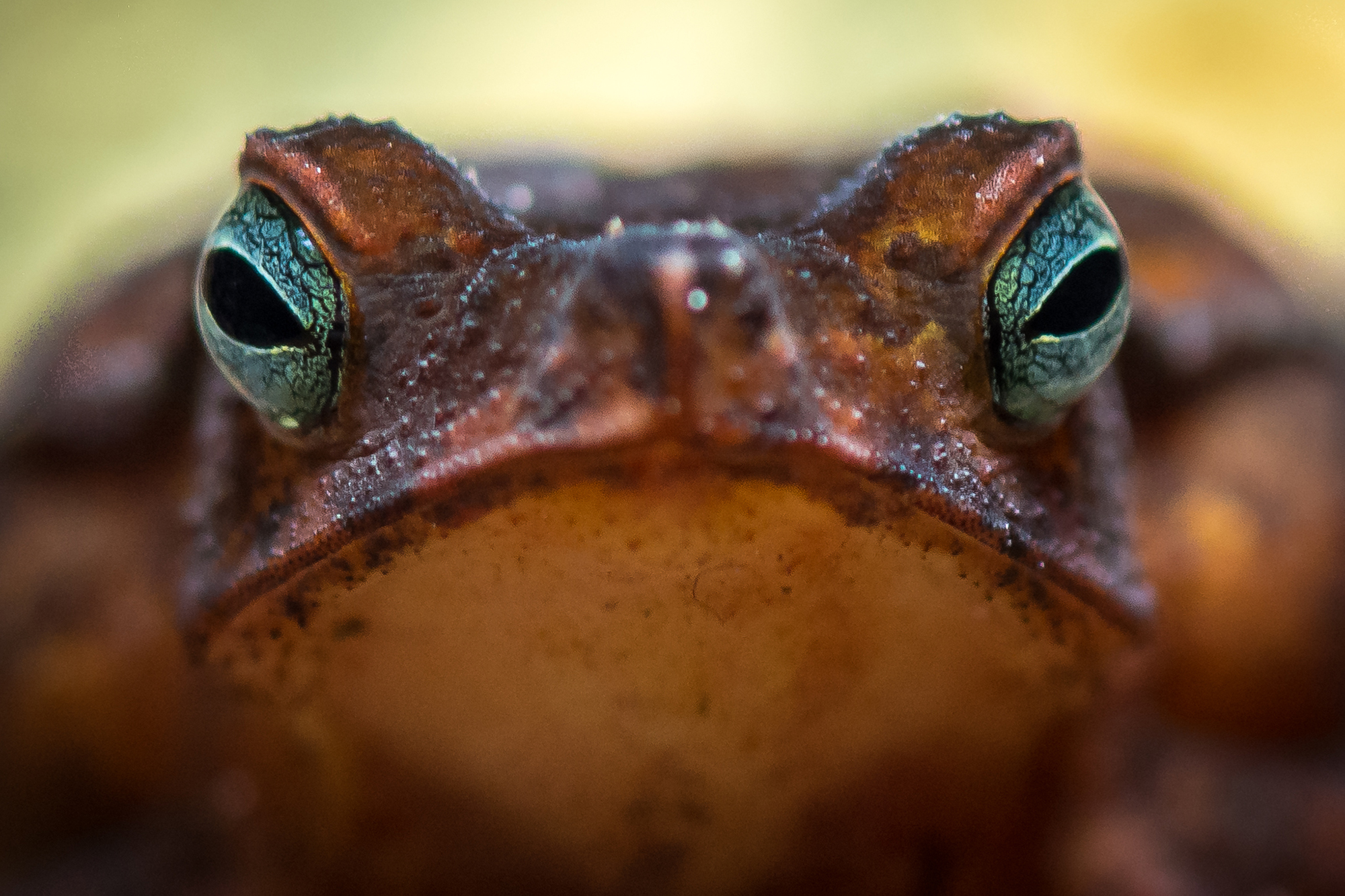 toad face, red Rhinella margaritifera