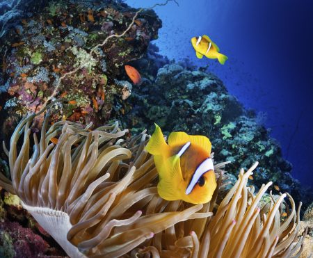 climate change, environment, Australia, UN oceans, Great Barrier Reef, peril