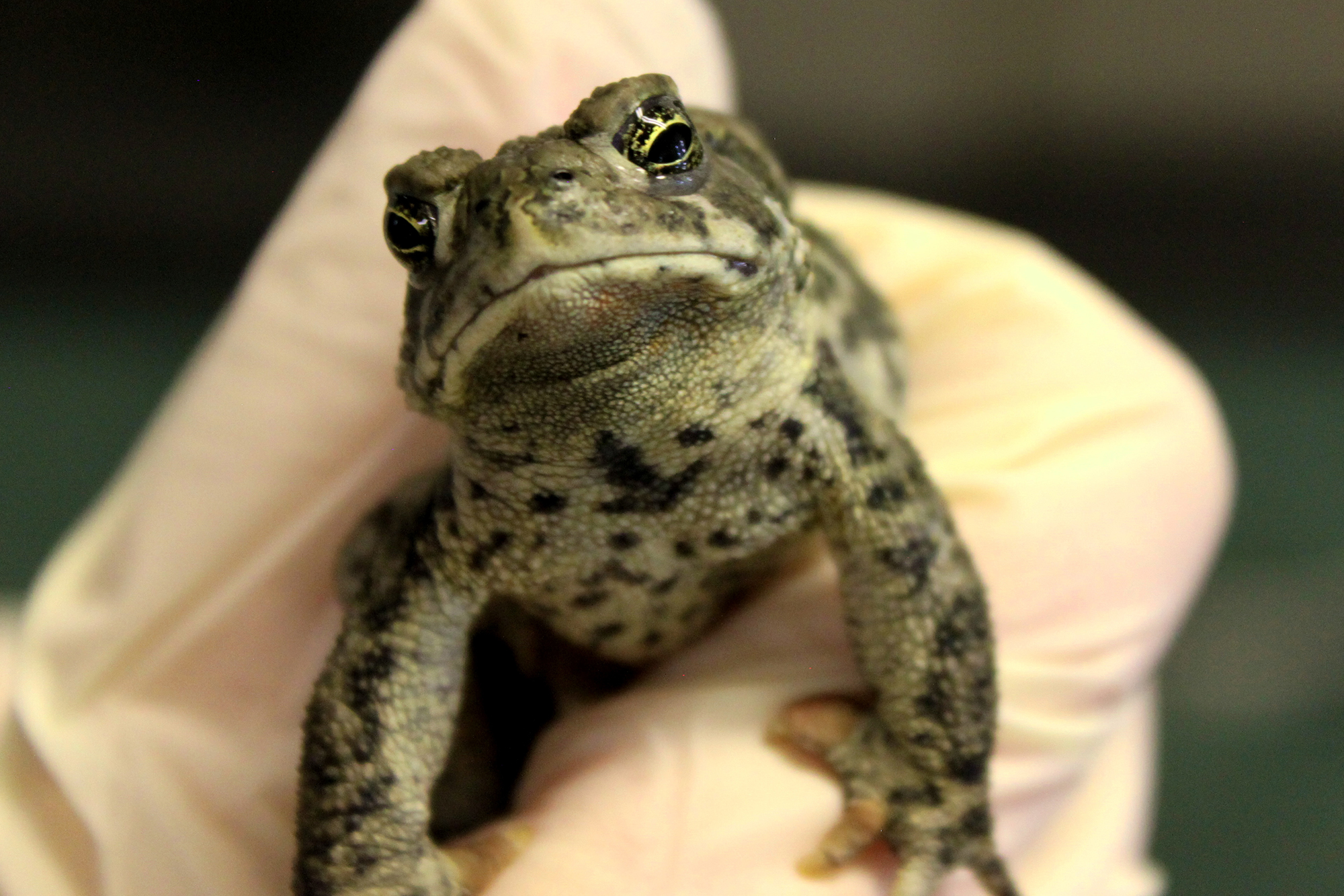 endangered Wyoming toad