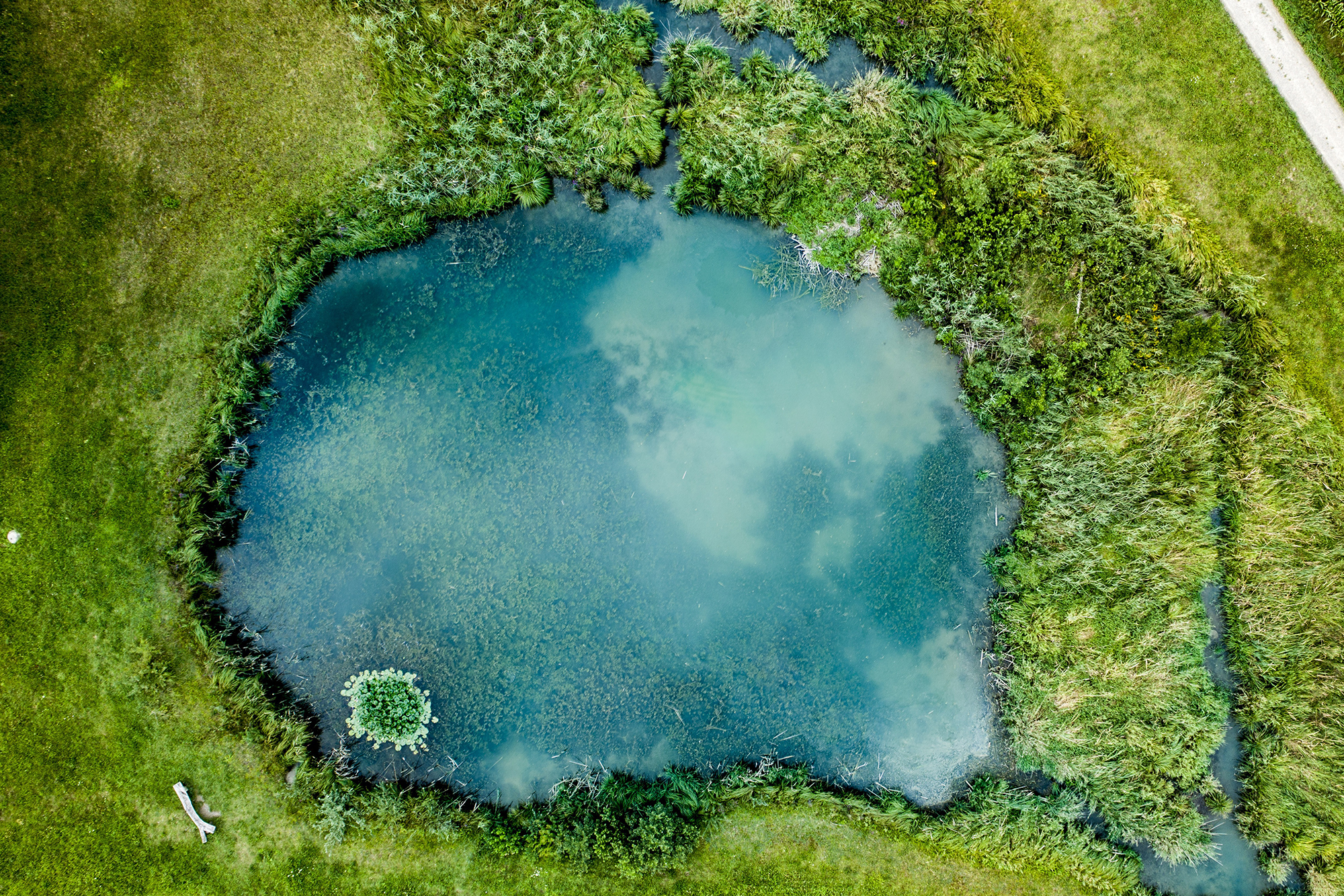 Why Scientists Are Rallying to Save Ponds