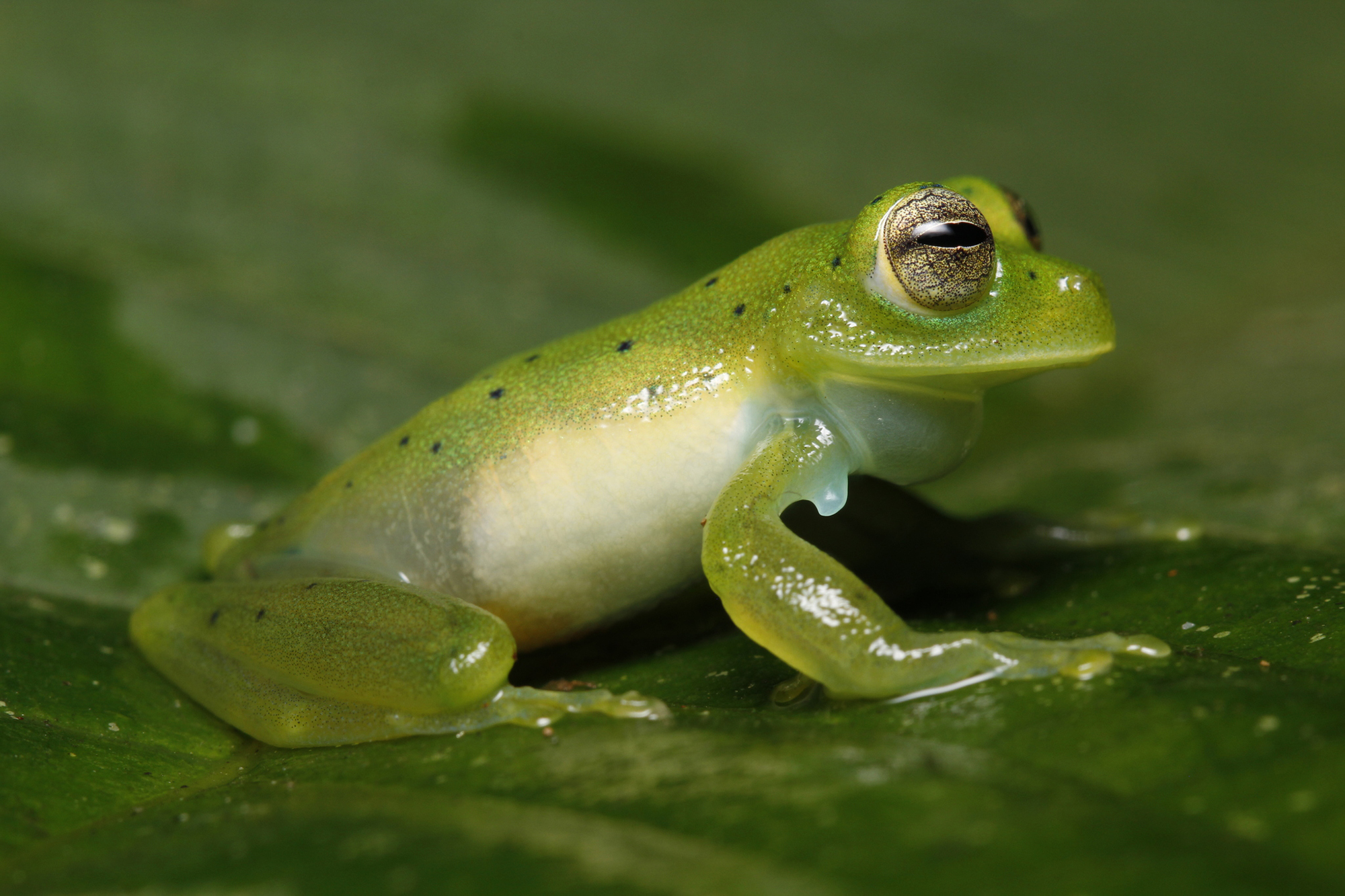 emerald glass frog, Espadarana prosoblepon