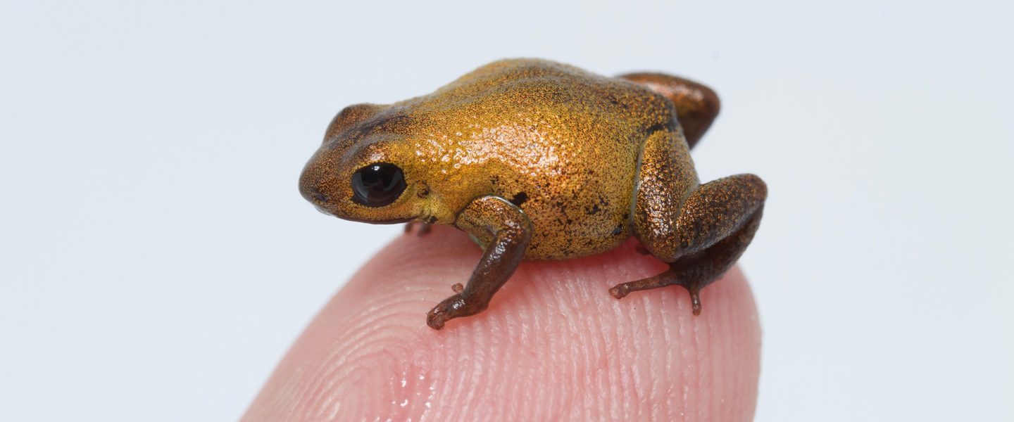 endangered, Geminis dart frog