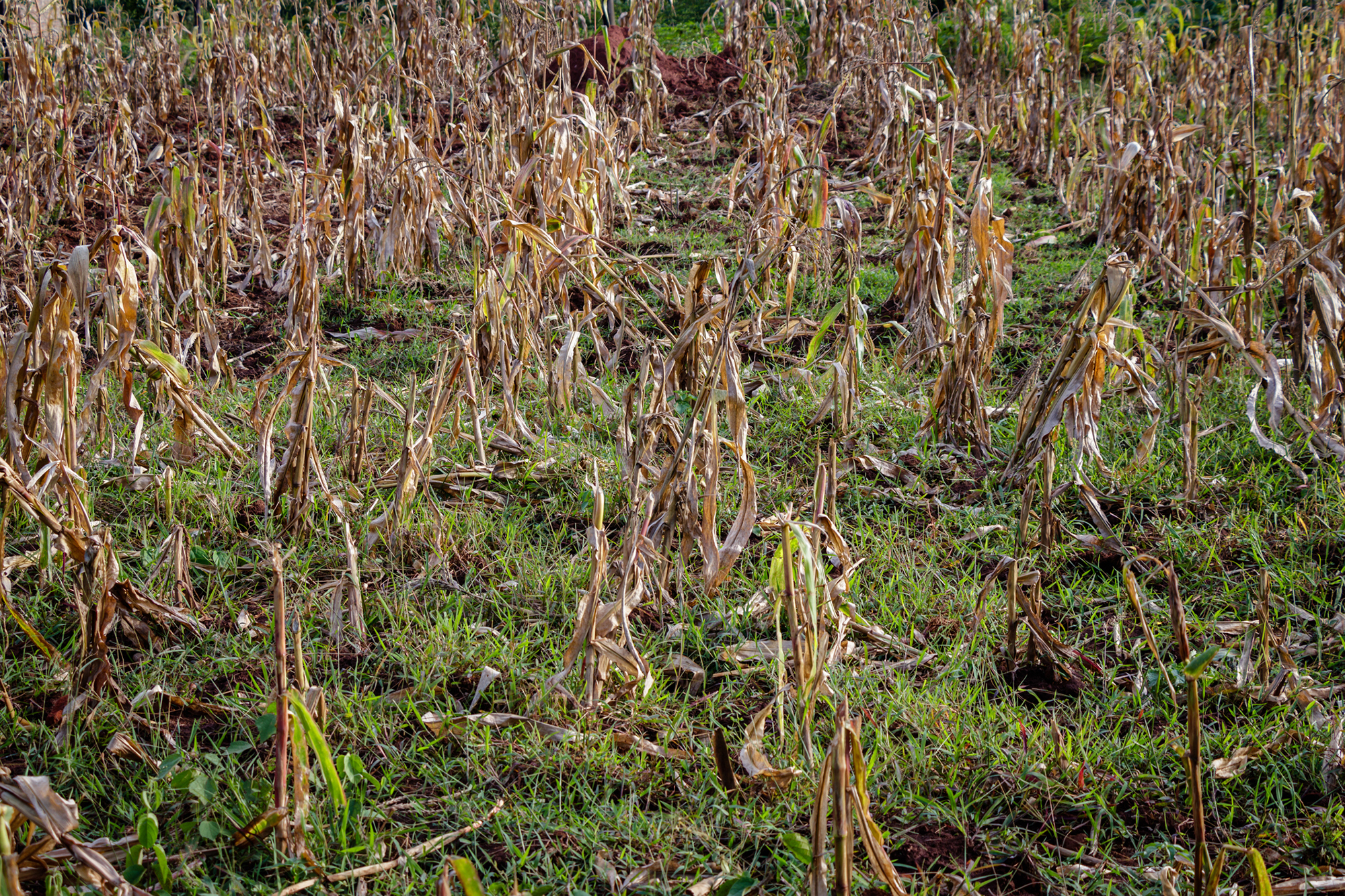 Ugandan, maize, field, crops, rot