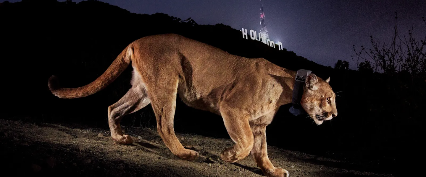 P-22, Mountain Lion, Hollywood Sign