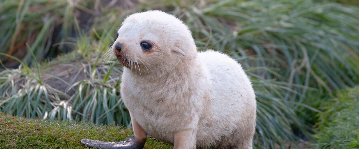 Antarctic, Fur Seal