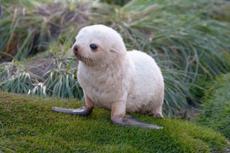Antarctic, Fur Seal