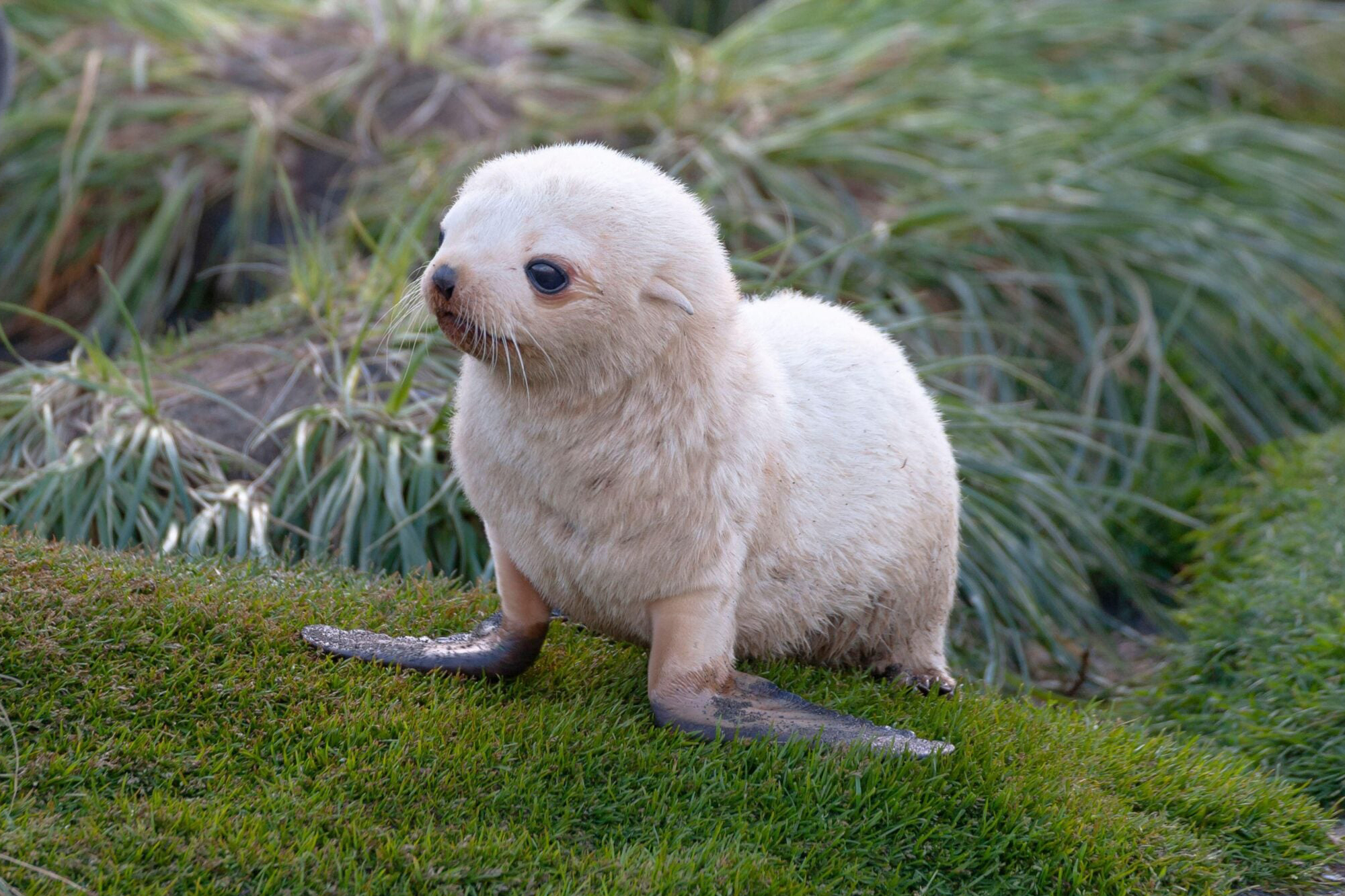Antarctic, Fur Seal