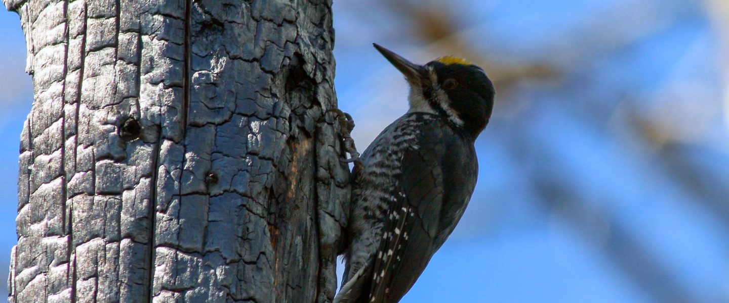 black-backed Woodpecker, Deschutes National Forest