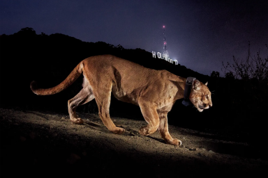 P-22, Mountain Lion, Hollywood Sign