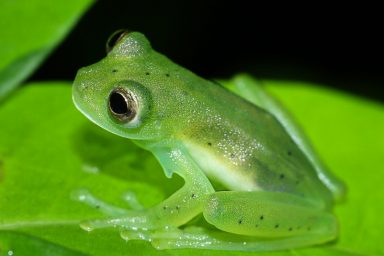 nature, biodiversity, South America, camouflage, survival, glass frogs