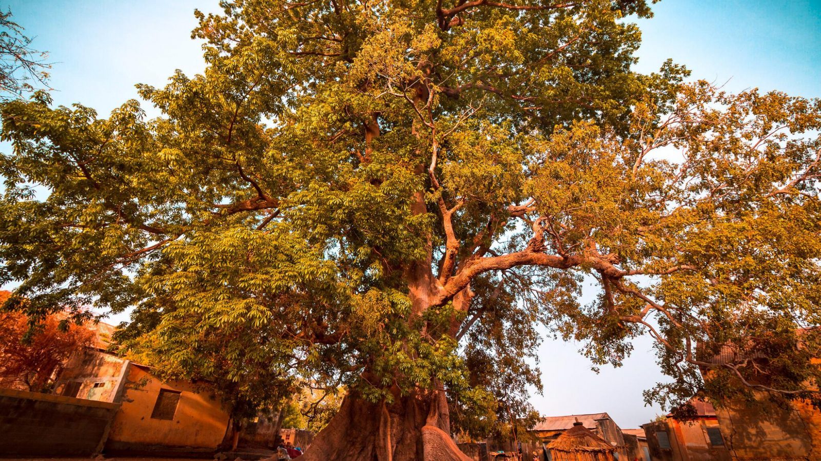 The Senegal Man On A Mission To Plant 5 Million Trees - WhoWhatWhy